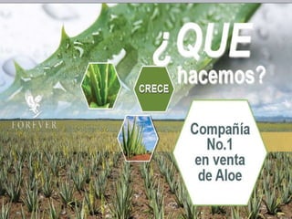 Forever Living Products
Ecatepec,Mexico
 