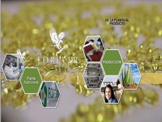Forever Living Products
Ecatepec,Mexico
 