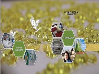Forever Living Products 
Ecatepec,Mexico 
 
