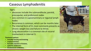 FLS-goat 2019-diseases of goats.pptx