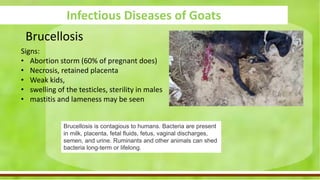 FLS-goat 2019-diseases of goats.pptx