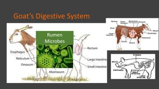 Goats Ruminant System FLS-goat 2019-goat feeds and feeding.pptx