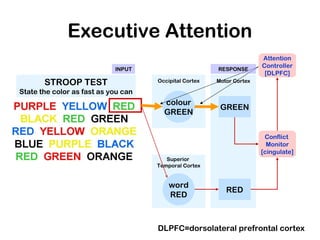 Motor Cortex
Superior
Temporal Cortex
Occipital Cortex
Executive Attention
STROOP TEST
State the color as fast as you can
colour
GREEN
word
RED
RED
GREEN
Conflict
Monitor
[cingulate]
Attention
Controller
[DLPFC]
INPUTINPUT RESPONSERESPONSE
DLPFC=dorsolateral prefrontal cortex
 