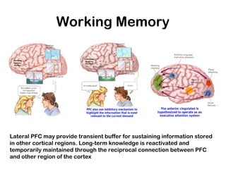 Working Memory
Lateral PFC may provide transient buffer for sustaining information stored
in other cortical regions. Long-term knowledge is reactivated and
temporarily maintained through the reciprocal connection between PFC
and other region of the cortex
 