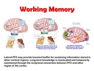 Working Memory
Lateral PFC may provide transient buffer for sustaining information stored in
other cortical regions. Long-term knowledge is reactivated and temporarily
maintained through the reciprocal connection between PFC and other
region of the cortex
 