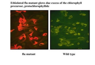 Ethiolated flu mutant glows due excess of the chlorophyll precursor, protochlorophyllide flu mutant   Wild type 