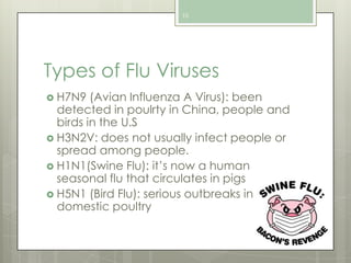 10

Types of Flu Viruses
 H7N9

(Avian Influenza A Virus): been
detected in poulrty in China, people and
birds in the U.S
 H3N2V: does not usually infect people or
spread among people.
 H1N1(Swine Flu): it’s now a human
seasonal flu that circulates in pigs
 H5N1 (Bird Flu): serious outbreaks in
domestic poultry

 