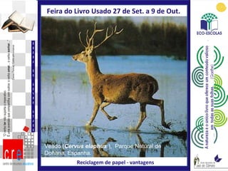 Veado ( Cervus elaphus  ),  Parque Natural de Doñana, Espanha. Feira do Livro Usado 27 de Set. a 9 de Out.  Reciclagem de papel - vantagens FEIRA DO LIVRO USADO 
