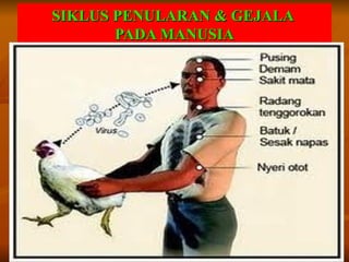 SIKLUS PENULARAN & GEJALA
       PADA MANUSIA
 