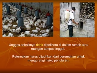 Unggas sebaiknya tidak dipelihara di dalam rumah atau
              ruangan tempat tinggal.

  Peternakan harus dijauhkan dari perumahan untuk
           mengurangi risiko penularan.
 