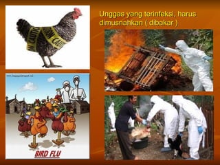 Unggas yang terinfeksi, harus
dimusnahkan ( dibakar )
 