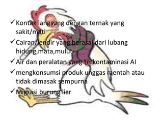 Kontak langsung dengan ternak yang
sakit/mati
Cairan/lendir yang berasal dari lubang
hidung,mata,mulut
Air dan peralatan yang terkontaminasi AI
mengkonsumsi produk unggas mentah atau
tidak dimasak sempurna
Migrasi burung liar

 