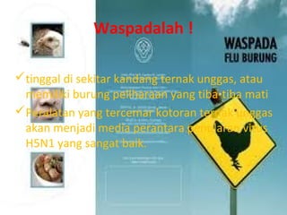 Waspadalah !
tinggal di sekitar kandang ternak unggas, atau
memiliki burung peliharaan yang tiba-tiba mati
Peralatan yang tercemar kotoran ternak unggas
akan menjadi media perantara penularan virus
H5N1 yang sangat baik.

 
