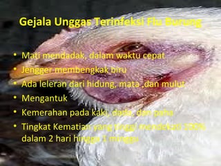 Gejala Unggas Terinfeksi Flu Burung
•
•
•
•
•
•

Mati mendadak, dalam waktu cepat
Jengger membengkak biru
Ada leleran dari hidung, mata ,dan mulut
Mengantuk
Kemerahan pada kaki, dada, dan paha
Tingkat Kematian yang tinggi mendekati 100%
dalam 2 hari hingga 1 minggu

 