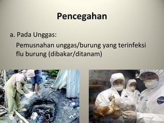 Pencegahan
a. Pada Unggas:
Pemusnahan unggas/burung yang terinfeksi
flu burung (dibakar/ditanam)

 