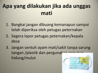 Apa yang dilakukan jika ada unggas
mati
1. Bangkai jangan dibuang kemanapun sampai
telah diperiksa oleh petugas peternakan
2. Segera lapor petugas peternakan/kepala
desa
3. Jangan sentuh ayam mati/sakit tanpa sarung
tangan /plastik dan pergunakan penutup
hidung/mulut

 
