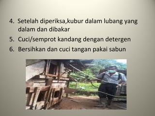 4. Setelah diperiksa,kubur dalam lubang yang
dalam dan dibakar
5. Cuci/semprot kandang dengan detergen
6. Bersihkan dan cuci tangan pakai sabun

 
