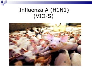 Influenza A (H1N1)  (VIO-S) 