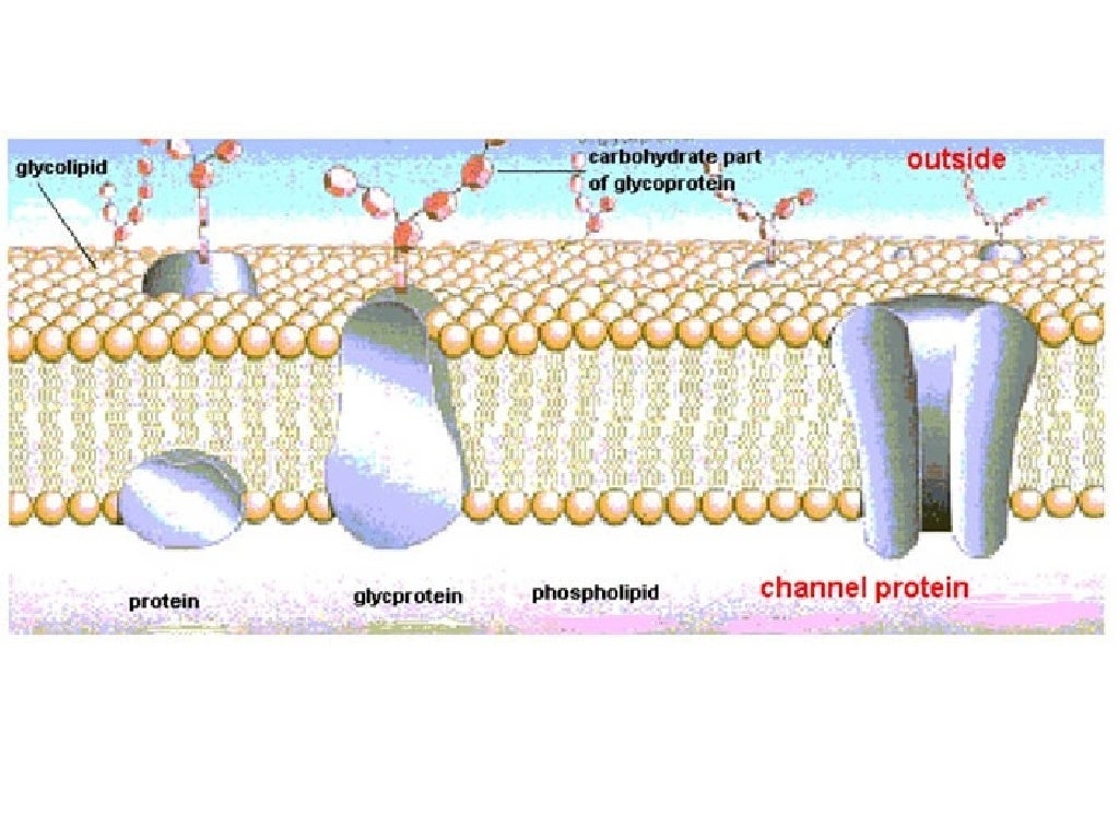 download free fluid mosaic model download free fluid mosaic model