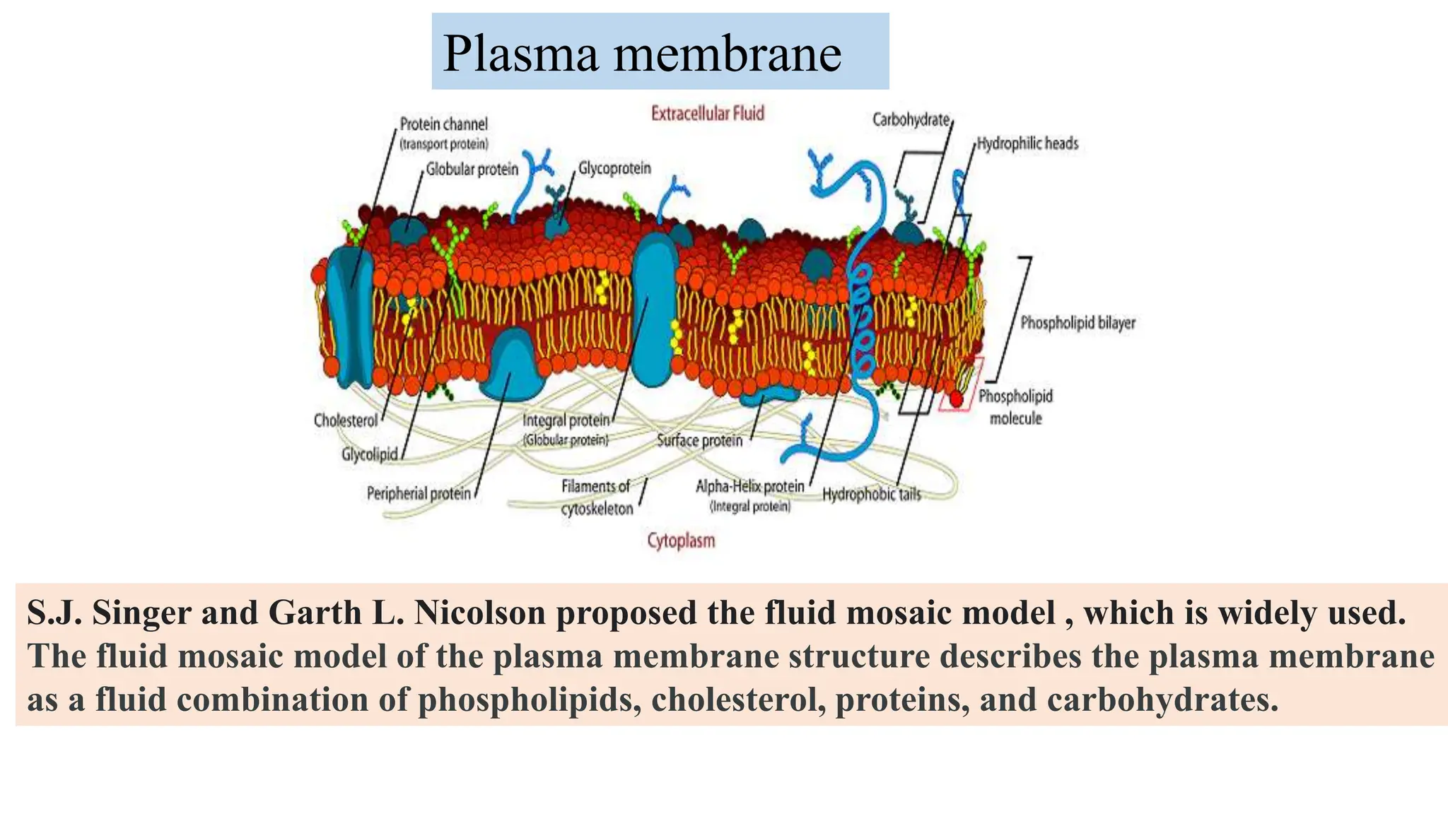 Plasma membrane
S.J. Singer and Garth L. Nicolson proposed the fluid mosaic model , which is widely used.
The fluid mosaic model of the plasma membrane structure describes the plasma membrane
as a fluid combination of phospholipids, cholesterol, proteins, and carbohydrates.
 