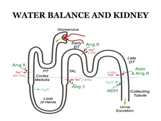 WATER BALANCE AND KIDNEY
 
