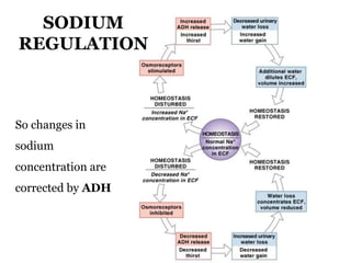 Figure 27–4
SODIUM
REGULATION
So changes in
sodium
concentration are
corrected by ADH
 