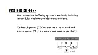 Protein Buffer Example fluid and electrolyte.pptxjkllhvffgjkknbgjk | PPTX