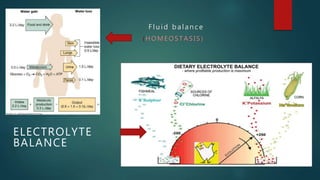 Fluid and electrolyte balance | PPTX