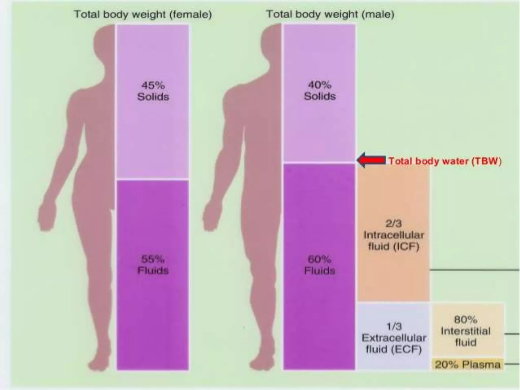 Fluid andelectrolyte balance PPTX