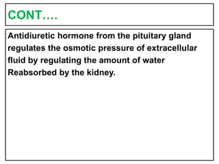 CONT….
Antidiuretic hormone from the pituitary gland
regulates the osmotic pressure of extracellular
fluid by regulating the amount of water
Reabsorbed by the kidney.
 