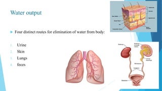 Water output
 Four distinct routes for elimination of water from body:
1. Urine
2. Skin
3. Lungs
4. feces
 