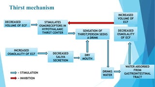Thirst mechanism
DECREASED
VOLUME OF ECF
STIMULATES
OSMORECEPTORS IN
HYPOTHALAMIC
THIRST CENTER
INCREASED
OSMOLALITY OF ECF DECREASED
SALIVA
SECRETION
DRY
MOUTH
SENSATION OF
THIRST;PERSON SEEKS
A DRINK
INCREASED
VOLUME OF
ECF
DECREASED
OSMOLALITY
OF ECF
WATER ABSORBED
FROM
GASTROINTESTINAL
TRACT
DRINKS
WATER
= STIMULATION
= INHIBITION
 