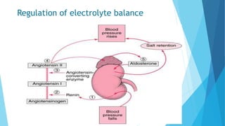 Regulation of electrolyte balance
 