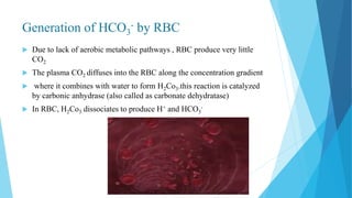 Generation of HCO3
- by RBC
 Due to lack of aerobic metabolic pathways , RBC produce very little
CO2
 The plasma CO2 diffuses into the RBC along the concentration gradient
 where it combines with water to form H2Co3.this reaction is catalyzed
by carbonic anhydrase (also called as carbonate dehydratase)
 In RBC, H2Co3 dissociates to produce H+ and HCO3
-
 