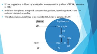  H+ are trapped and buffered by hemoglobin as concentration gradient of HCO3
- increases
in RBC
 It diffuses into plasma along with concentration gradient ,in exchange for Cl- ions , to
maintain electrical neutrality
 This phenomenon , is referred to as chloride shift, helps to generate HCO3
-
Erythrocyte
CO2 + H2O
CA
H2Co3
HCo3
- + H
HCo3
-
Cl-
Cl-
CO2
HHb
HB
plasma
 