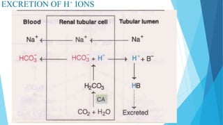 EXCRETION OF H+ IONS
 
