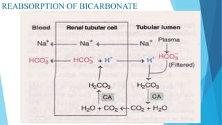 REABSORPTION OF BICARBONATE
 