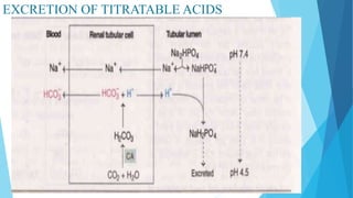 EXCRETION OF TITRATABLE ACIDS
 