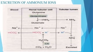 EXCRETION OF AMMONIUM IONS
 