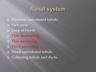  Proximal convoluted tubule
 Pars recta
 Loop of Henle
 Thin descending
 Thin ascending
 Thick ascending
 Distal convoluted tubule
 Collecting tubule and ducts
 