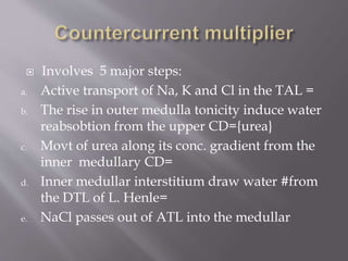  Involves 5 major steps:
a. Active transport of Na, K and Cl in the TAL =
b. The rise in outer medulla tonicity induce water
reabsobtion from the upper CD={urea}
c. Movt of urea along its conc. gradient from the
inner medullary CD=
d. Inner medullar interstitium draw water #from
the DTL of L. Henle=
e. NaCl passes out of ATL into the medullar
 