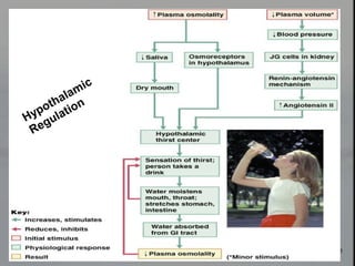Figure 26.5
Hypothalamic
Regulation
 