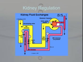 Kidney Regulation
 