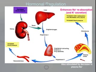 Enhances Na+
re-absorption
(and K+
secretion)
Also stimulated by decrease in
plasma Na+
Hormonal Regulation
 