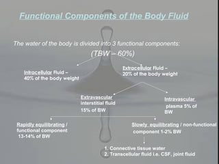 Functional Components of the Body Fluid
The water of the body is divided into 3 functional components:
(TBW – 60%)
Intracellular Fluid –
40% of the body weight
Extracellular Fluid –
20% of the body weight
Extravascular
interstitial fluid
15% of BW
Intravascular
plasma 5% of
BW
Rapidly equilibrating /
functional component
13-14% of BW
Slowly equilibrating / non-functional
component 1-2% BW
1. Connective tissue water
2. Transcellular fluid i.e. CSF, joint fluid
 