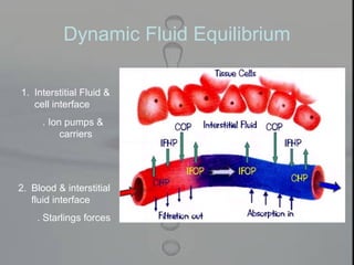 Dynamic Fluid Equilibrium
1. Interstitial Fluid &
cell interface
. Ion pumps &
carriers
2. Blood & interstitial
fluid interface
. Starlings forces
 