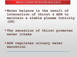  Water balance is the result of
interaction of thirst & ADH to
maintain a stable plasma tonicity
(OP)
 The sensation of thirst promotes
water intake
 ADH regulates urinary water
excretion.
REGULATION OF WATER BALANCE
 