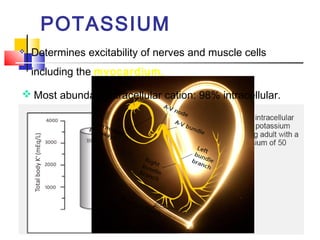 POTASSIUM
   Determines excitability of nerves and muscle cells
    including the myocardium.

 Most abundant intracellular cation: 98% intracellular.
 