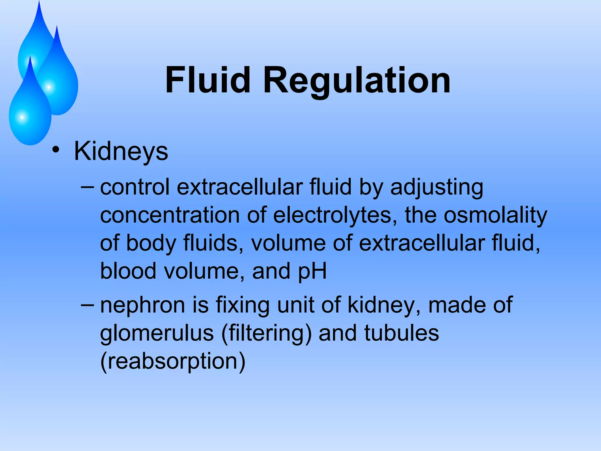 Fluid Regulation Kidneys control extracellular fluid by adjusting concentration of electrolytes, the osmolality of body fluids, volume of extracellular fluid, blood volume, and pH nephron is fixing unit of kidney, made of glomerulus (filtering) and tubules (reabsorption) 
