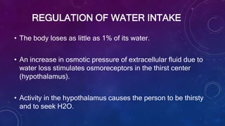 REGULATION OF WATER INTAKE
• The body loses as little as 1% of its water.
• An increase in osmotic pressure of extracellular fluid due to
water loss stimulates osmoreceptors in the thirst center
(hypothalamus).
• Activity in the hypothalamus causes the person to be thirsty
and to seek H2O.
 